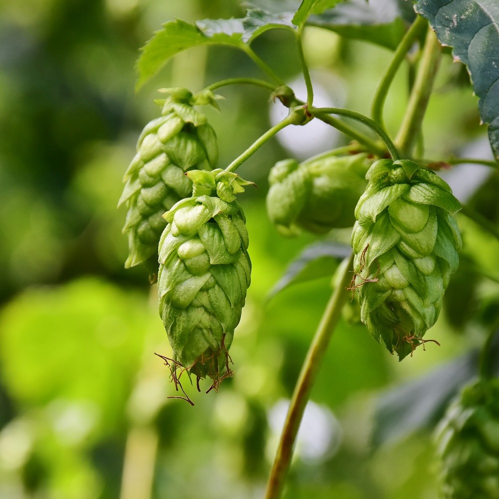 Houblon, ingrédient essentiel de la bière